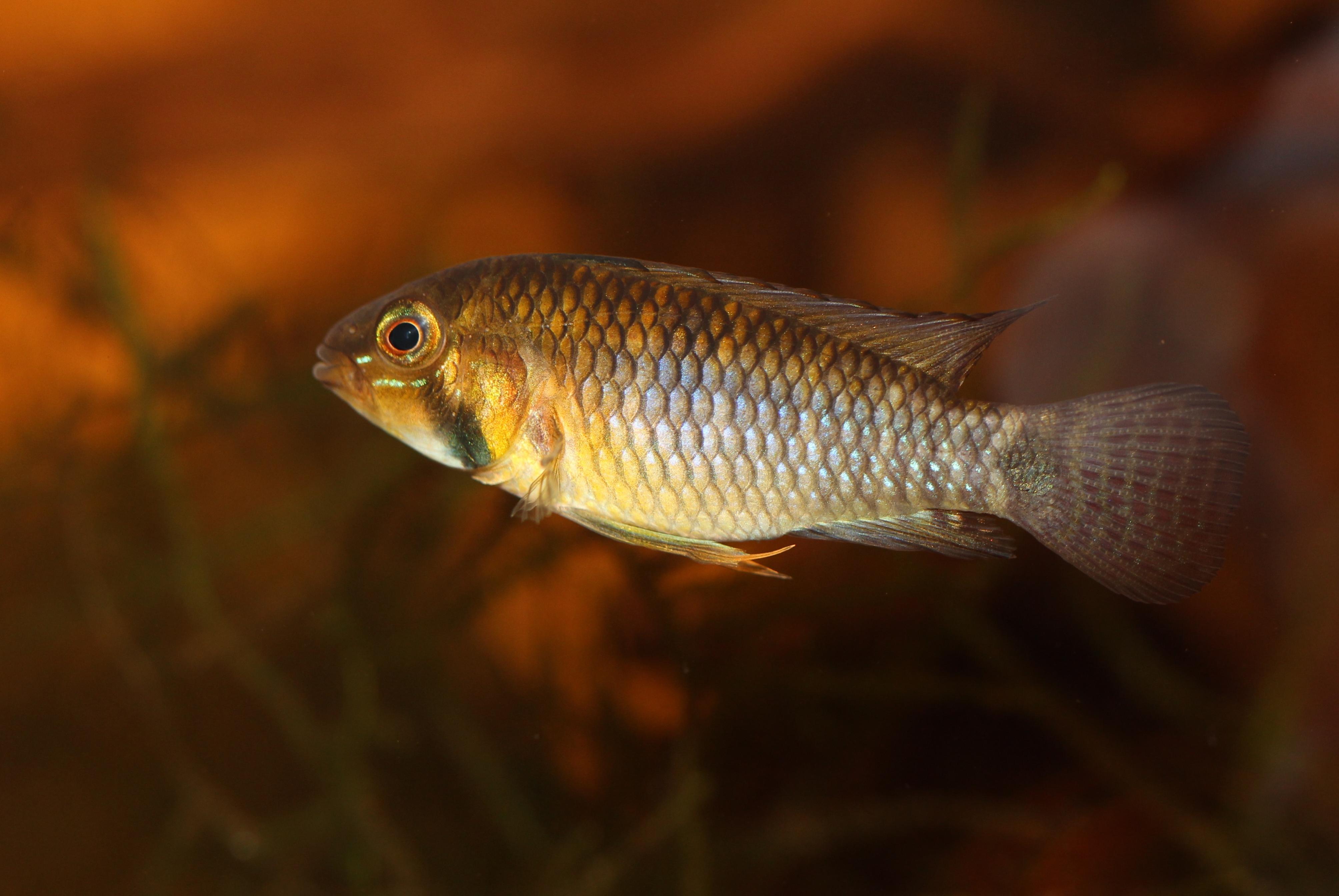 Ap. Rupununi.jpg