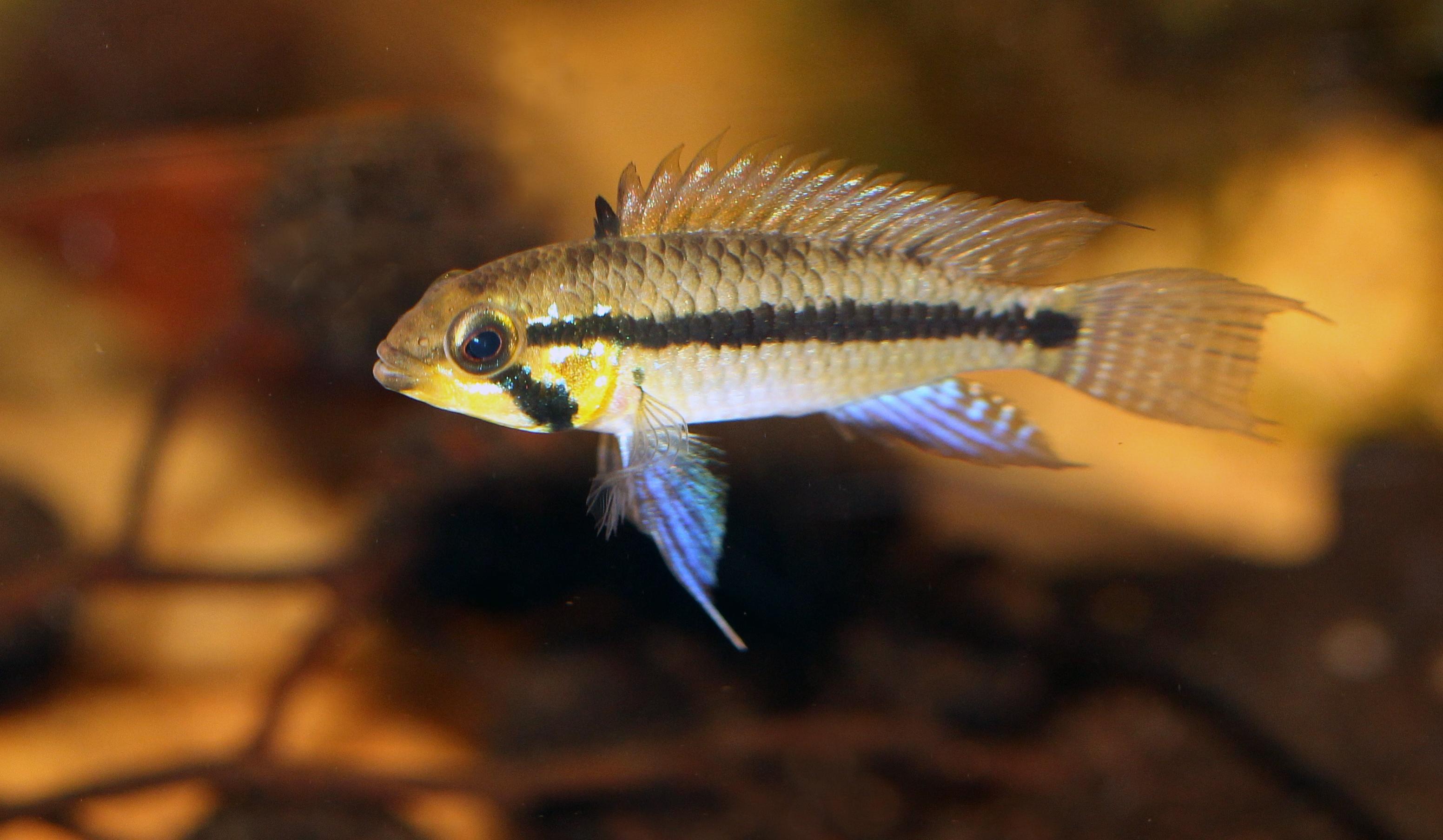 Apistogramma Staecki-hanne.PEBjpg.jpg