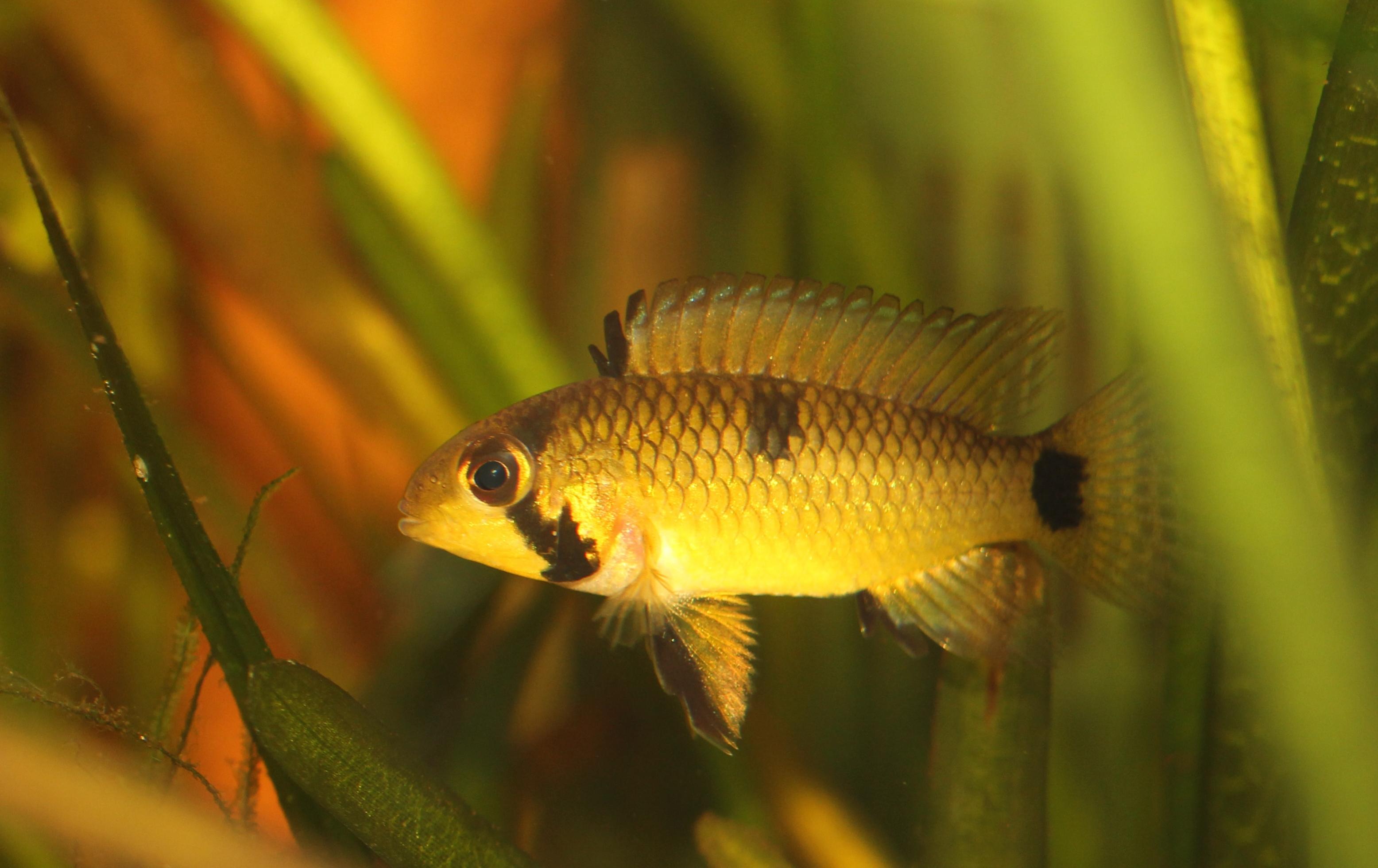 Ap.Rupununi - hona.jpg