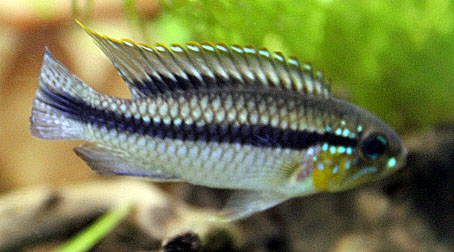 apistogramma.jpg
