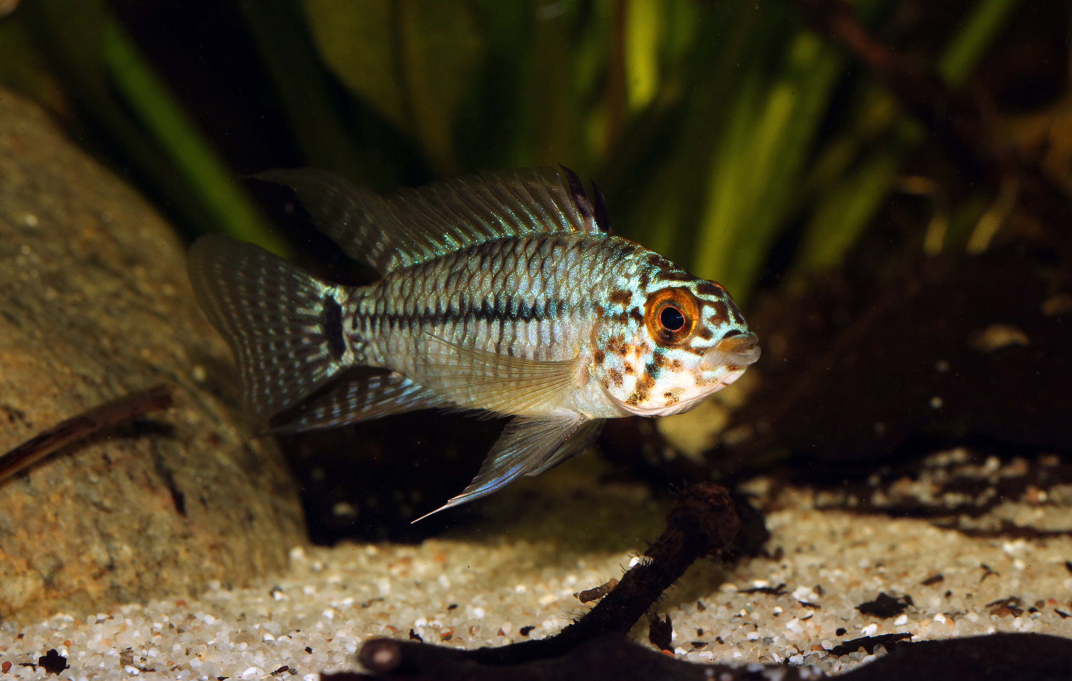 Apistogramma steel blue.jpg