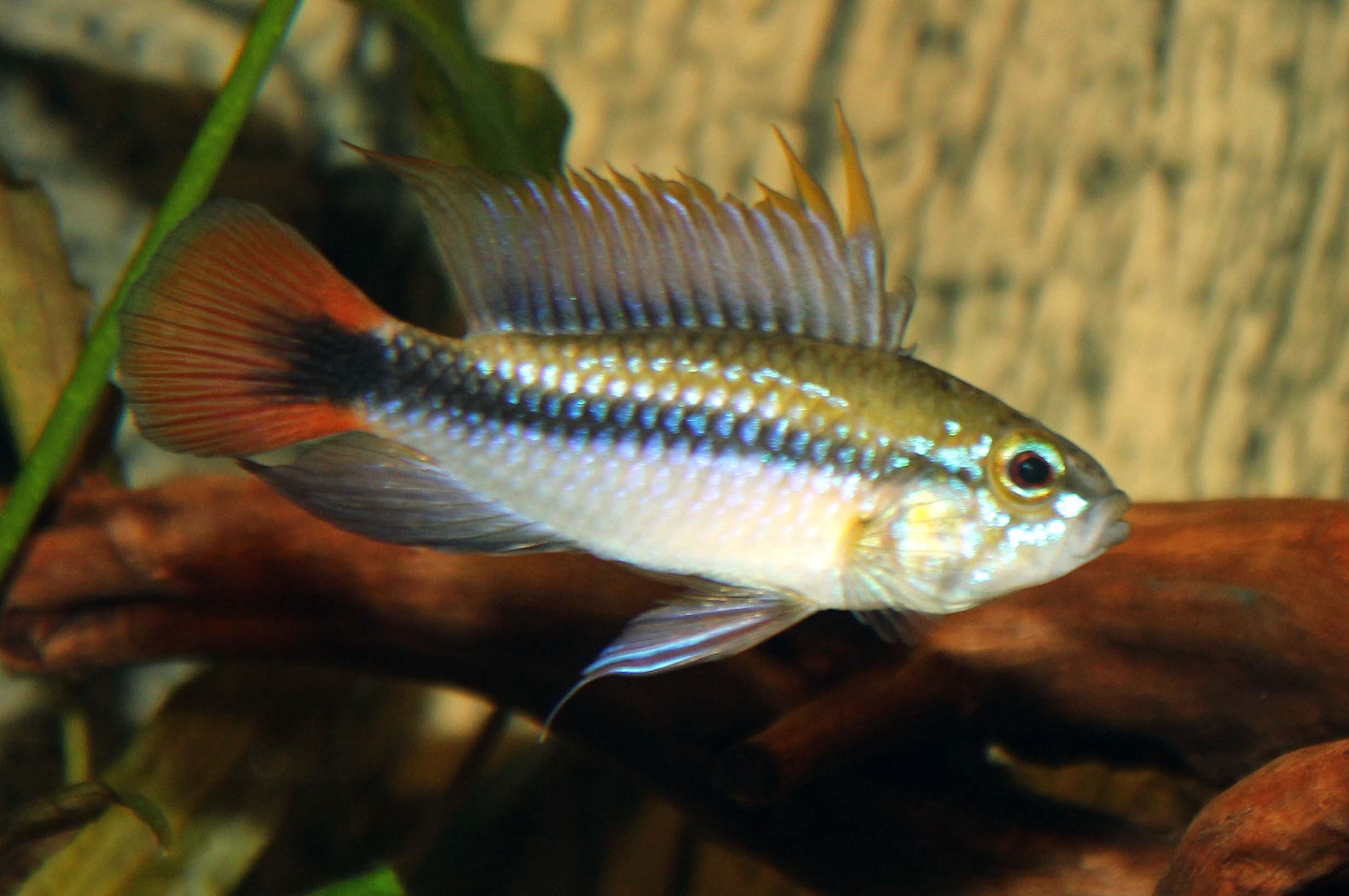 Ap.Riomamore-hannePE.NCS .jpg
