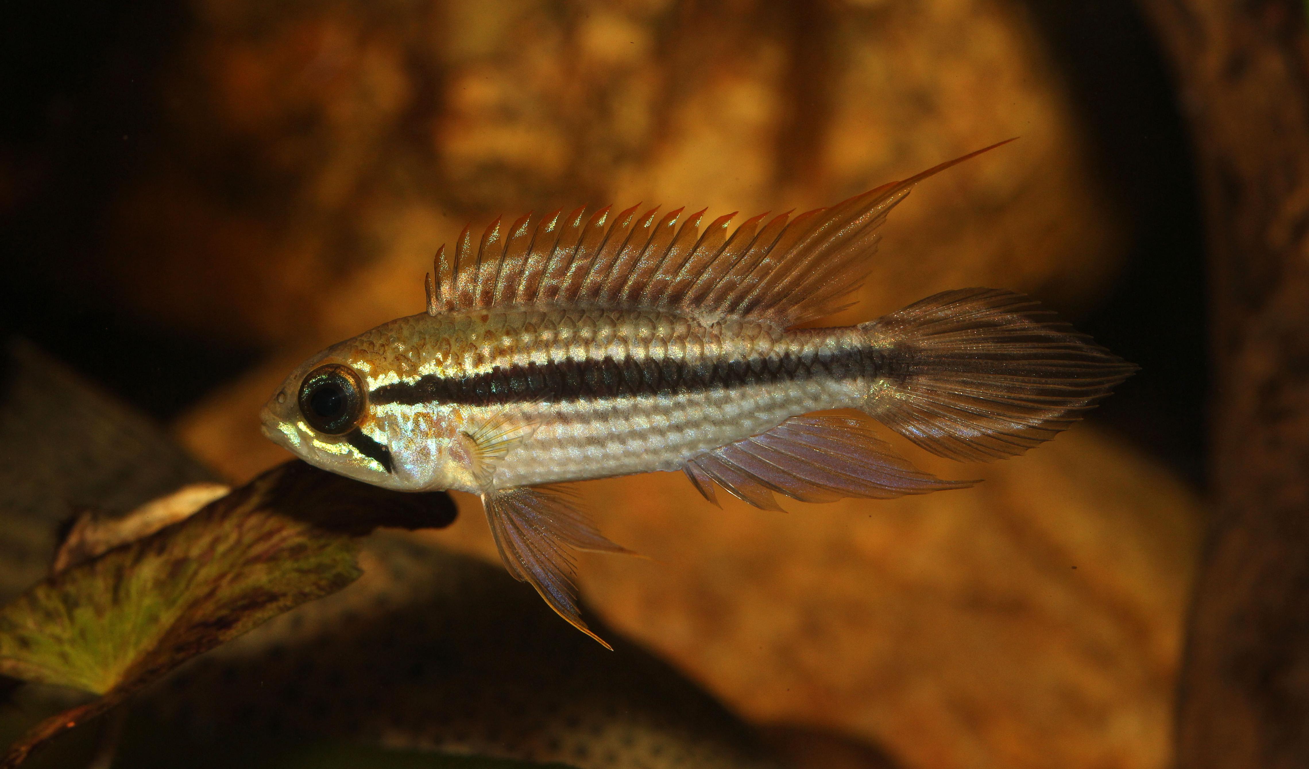 Apistogramma Tefe.jpg