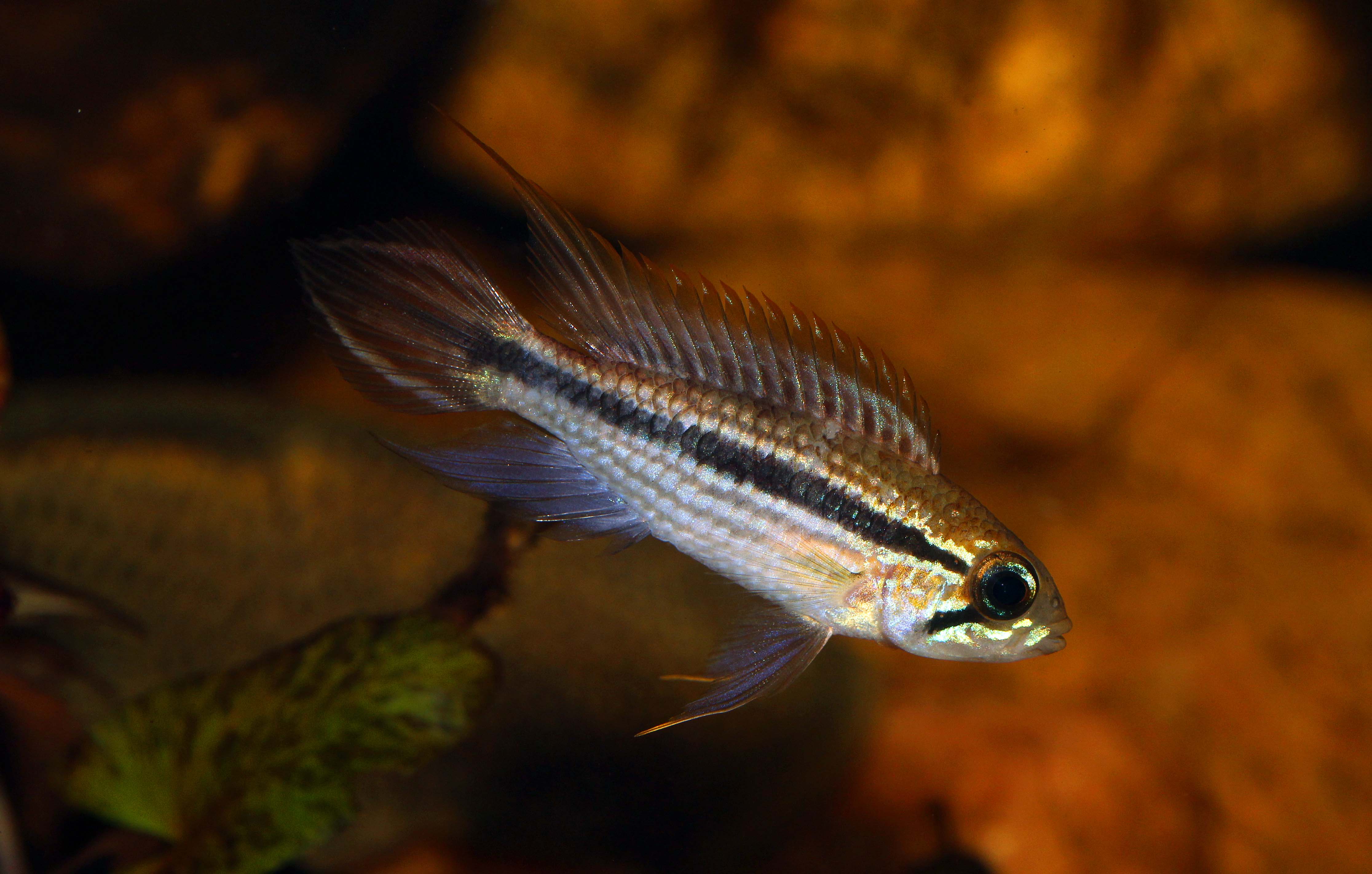 Apistogramma-Tefe.jpg