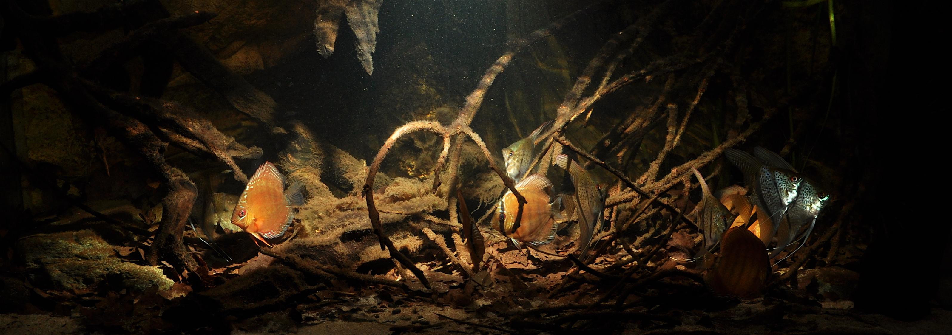 akvariet_i_sin_helhet.jpg