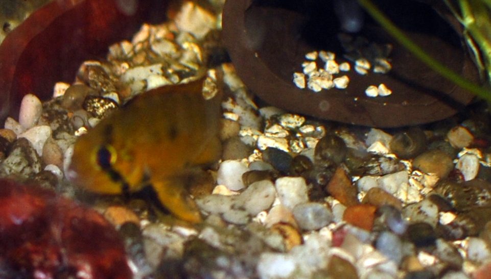 alacrina1.JPG