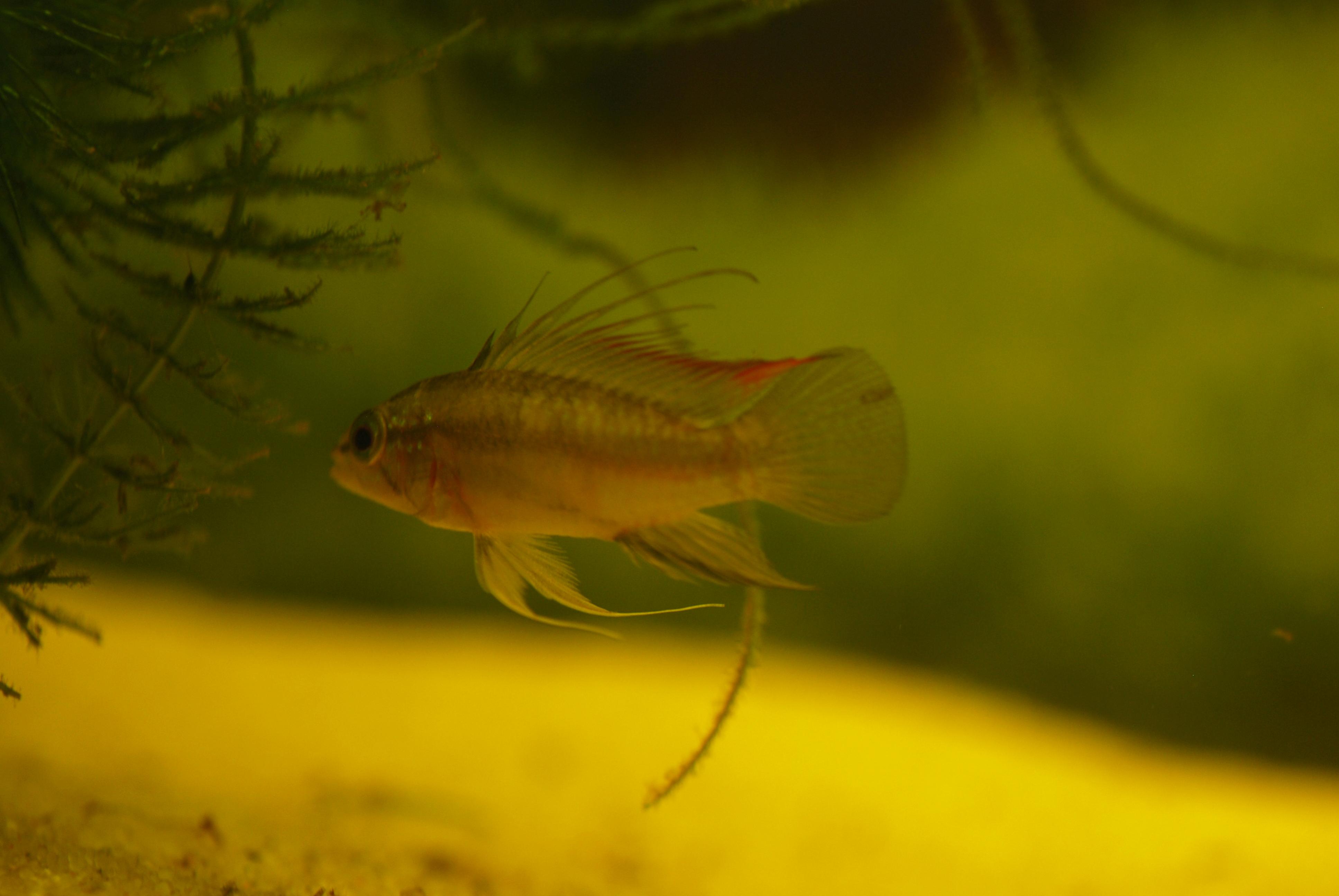 apisto3.jpg