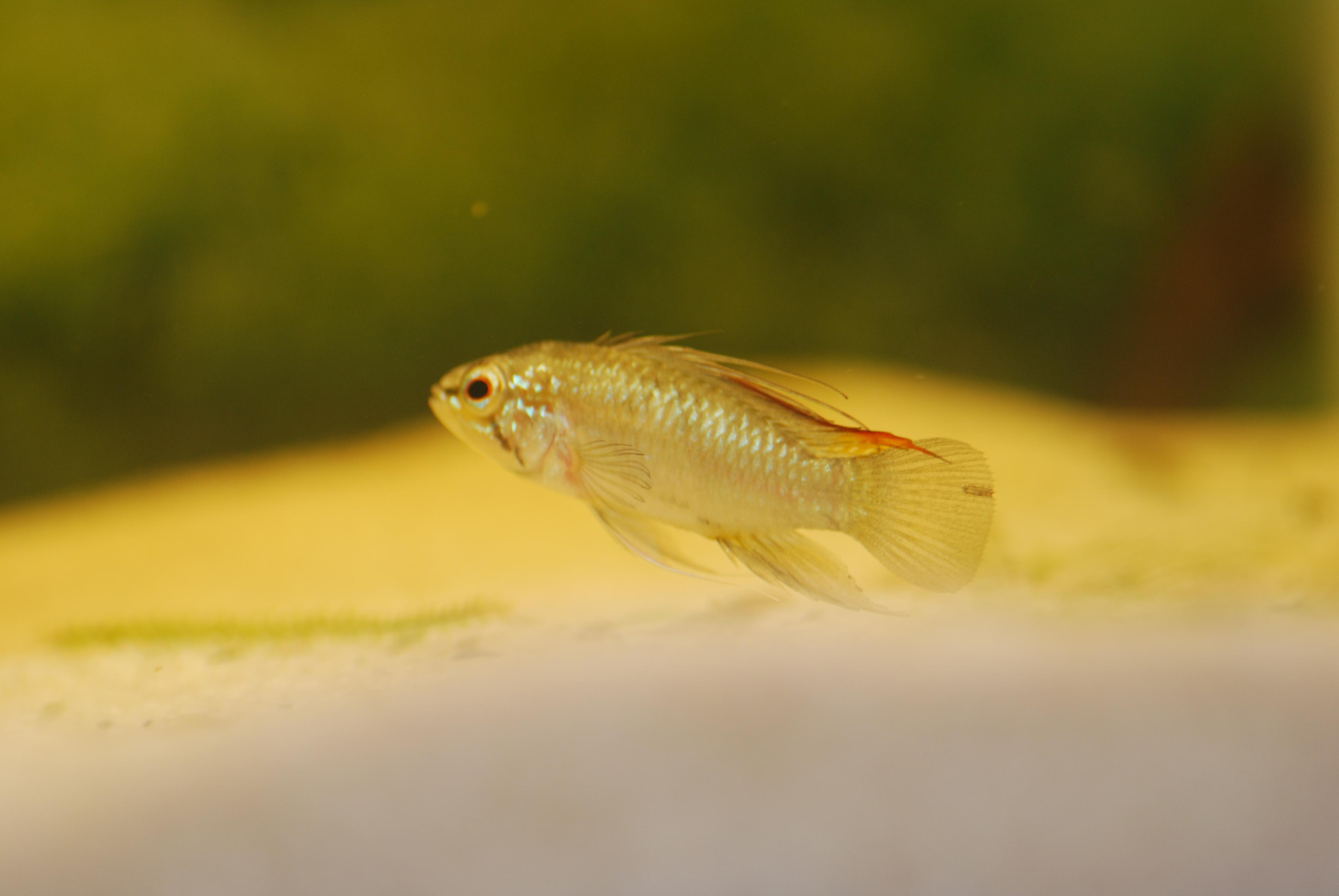 DSC_0043.jpg