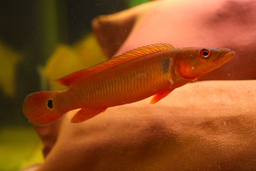 hann-tapajos.jpg
