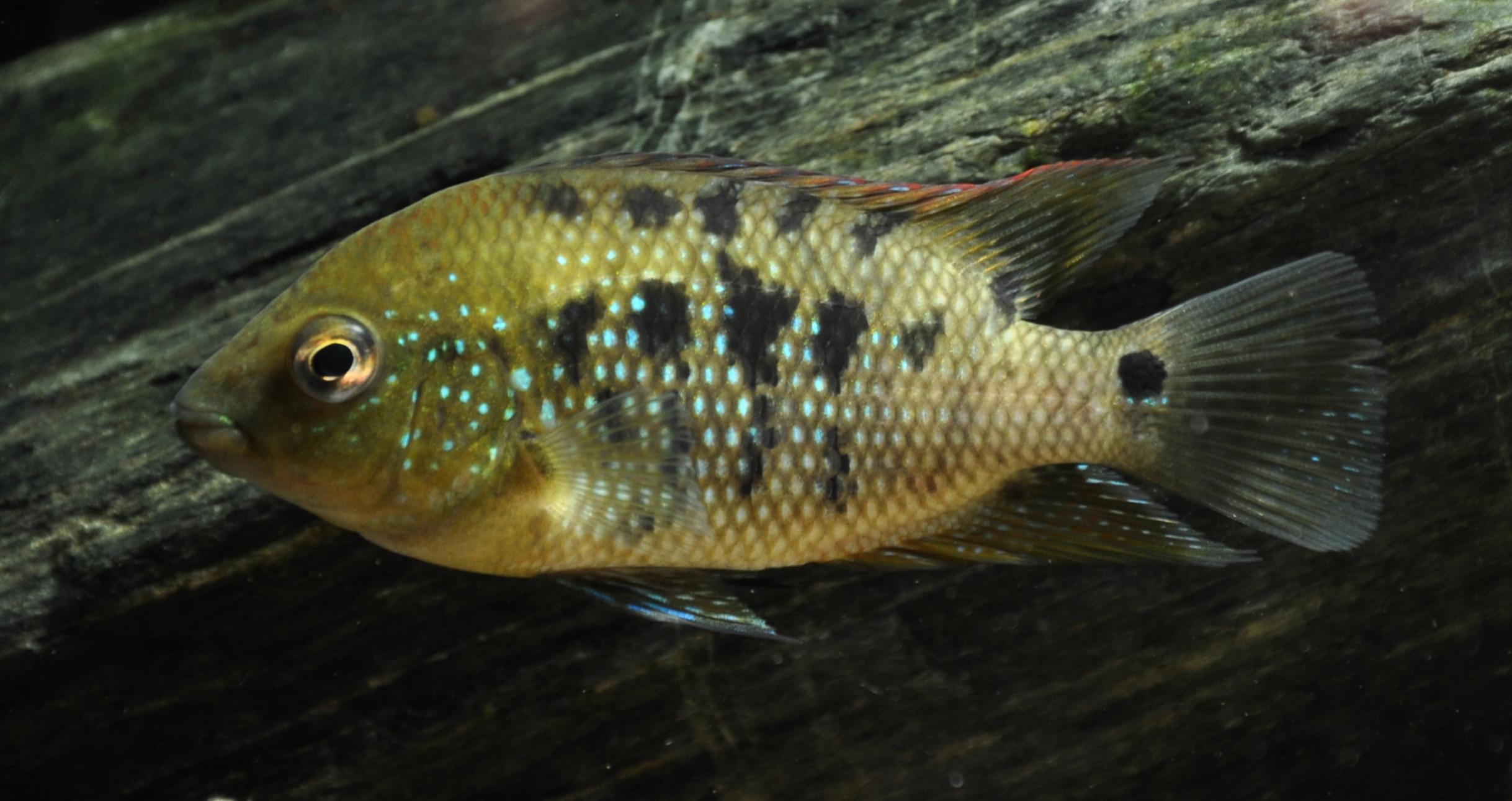 c_gephyrum.jpg