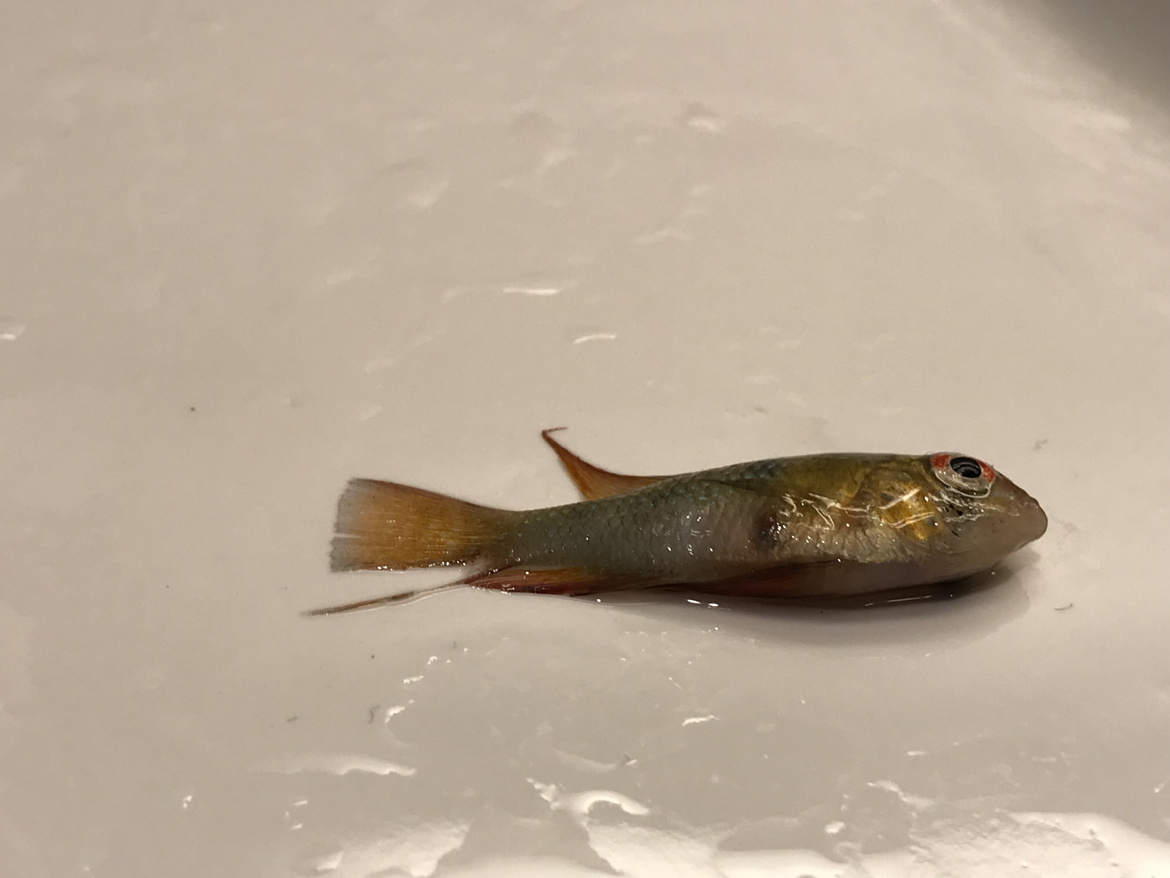 Obduktion av fjärilsciklidhane