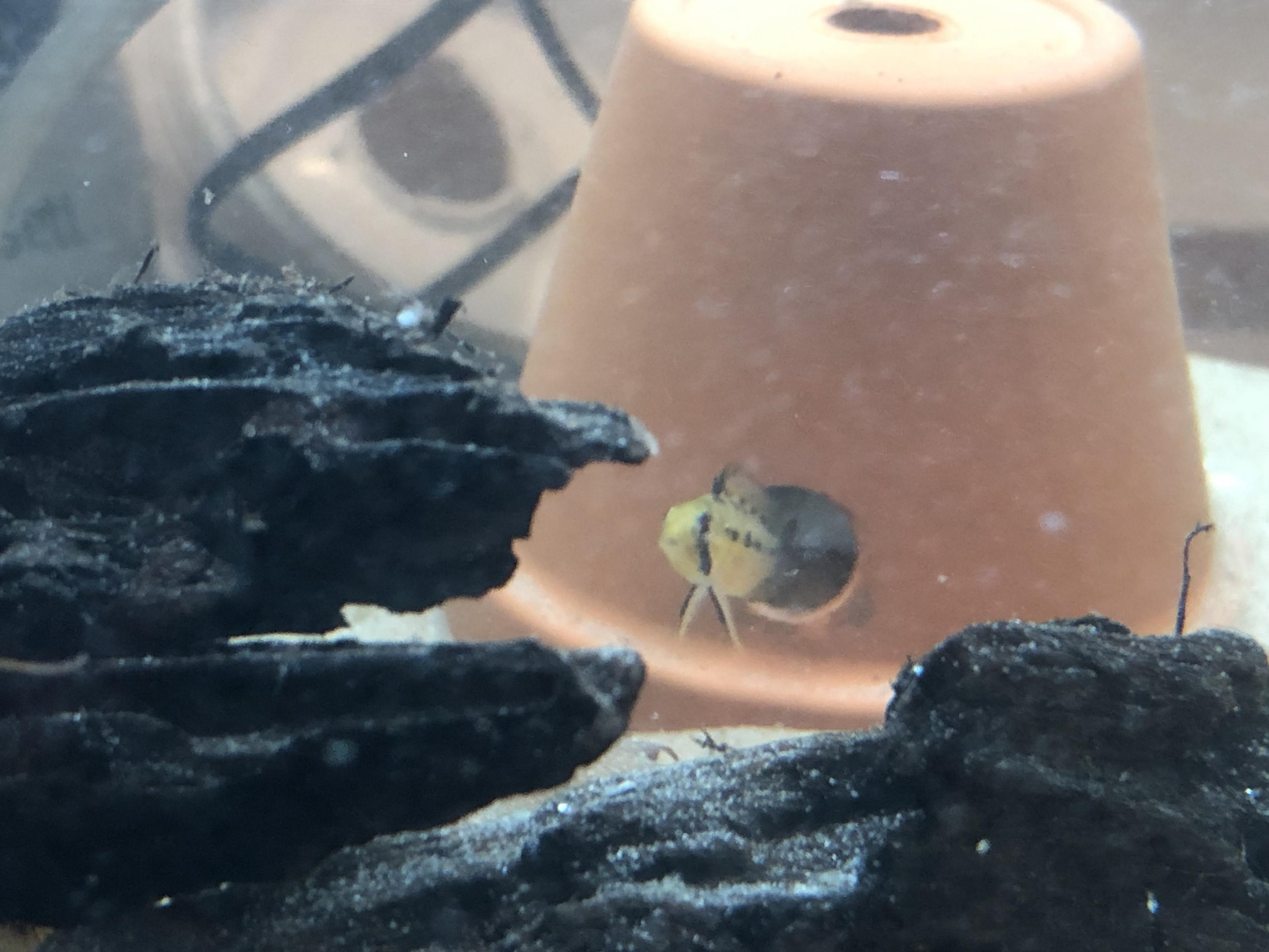 Här bir jag &#128563;&#128032;