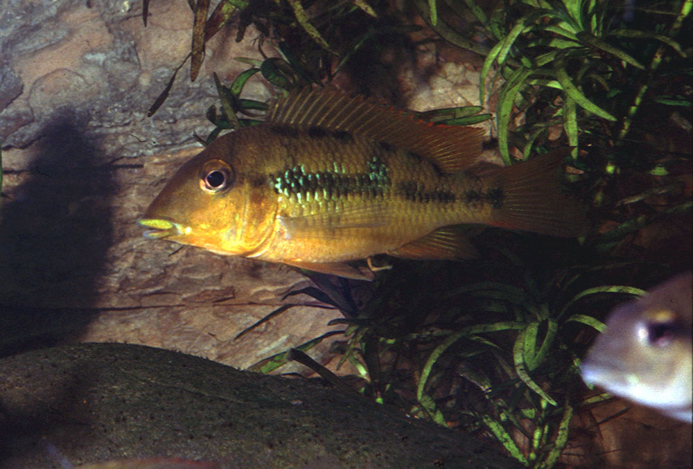 Geophagus hanne.jpg