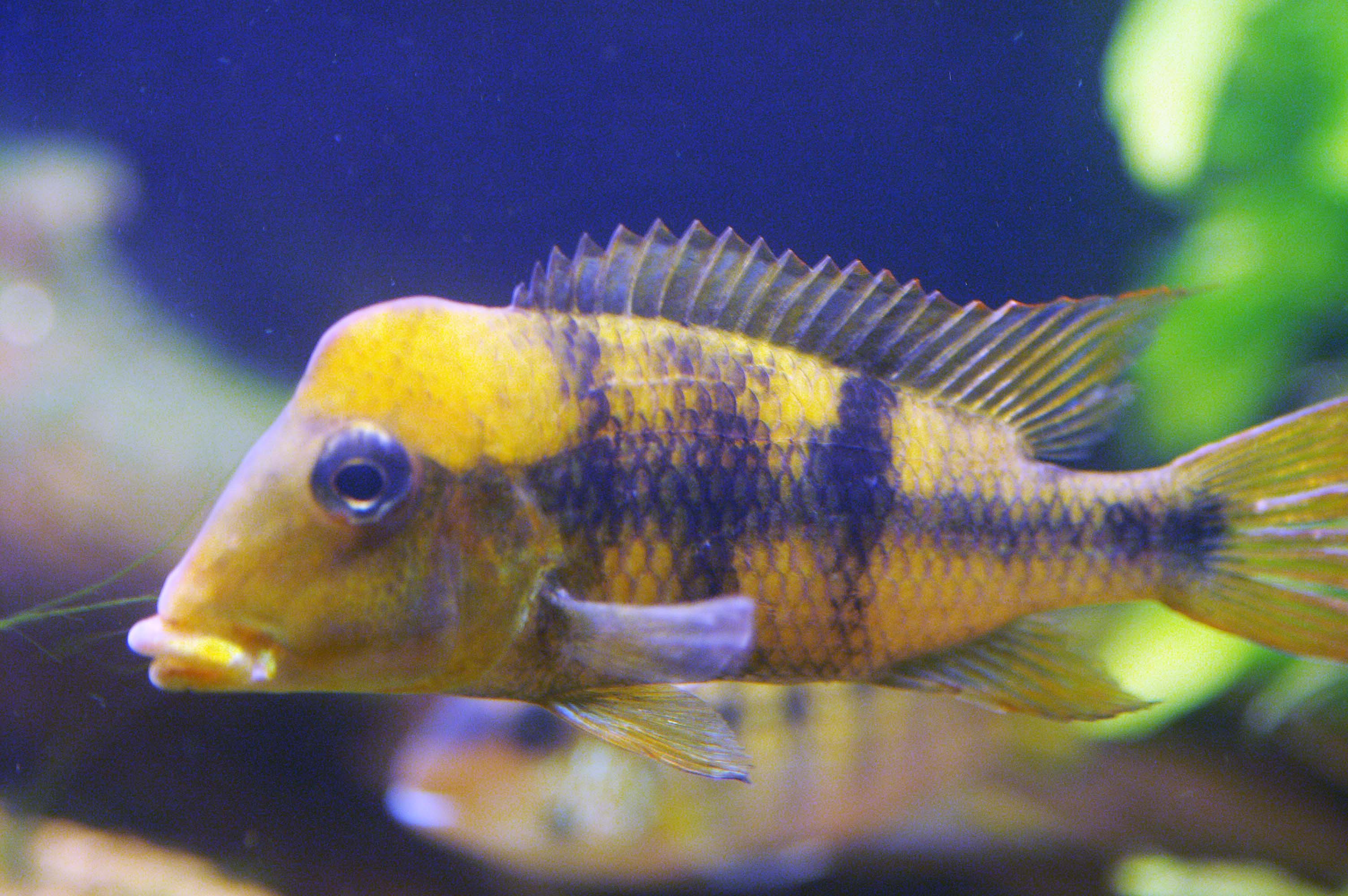 Geophagus pellegrini hann.jpg