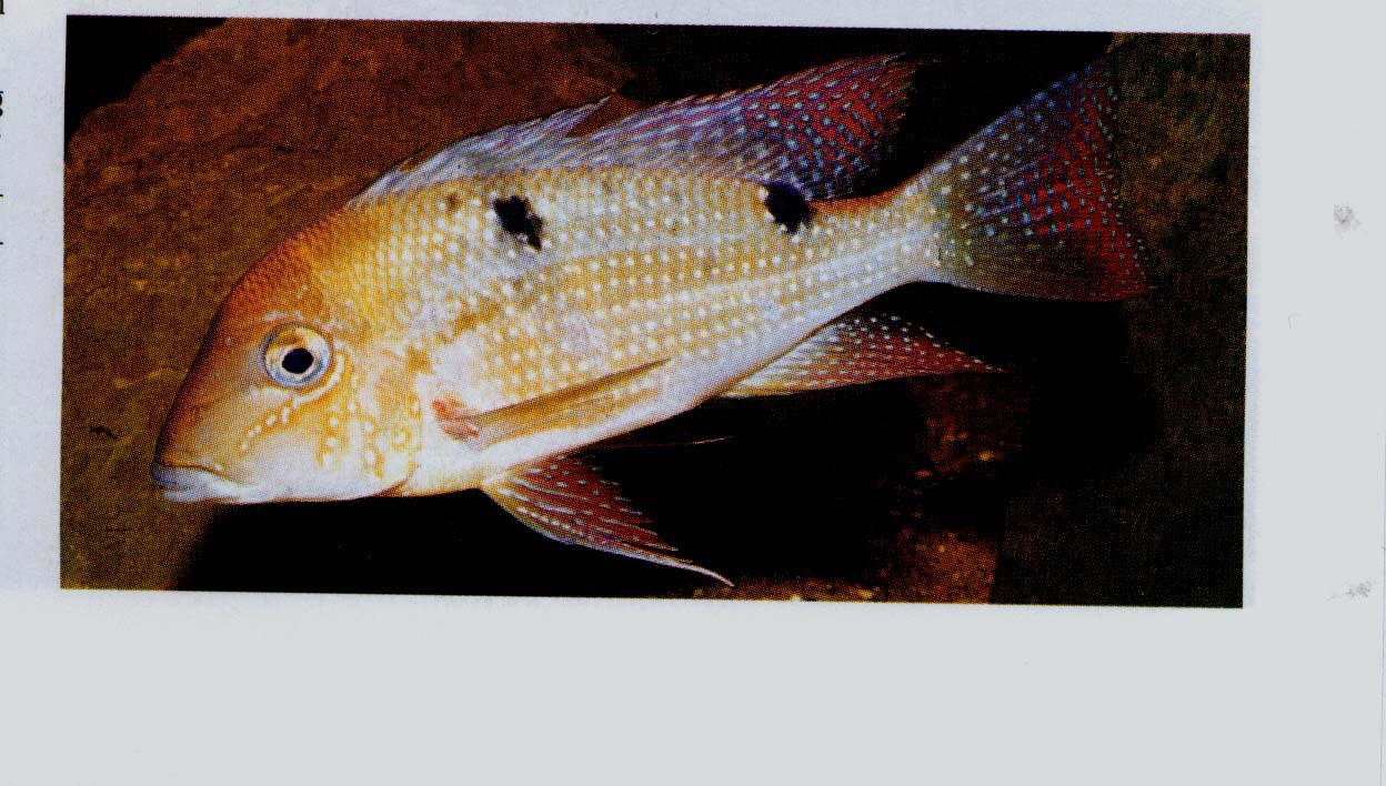 Geophagus harreri.jpg