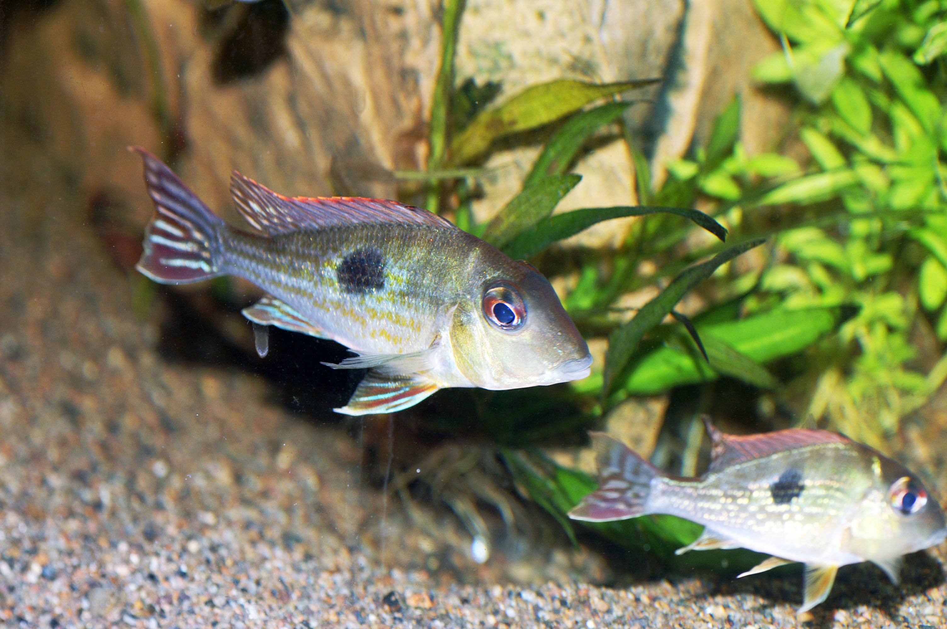 Geophagus megasema.jpg