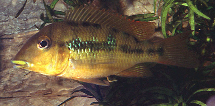 Geophagus pellegrini 2.jpg