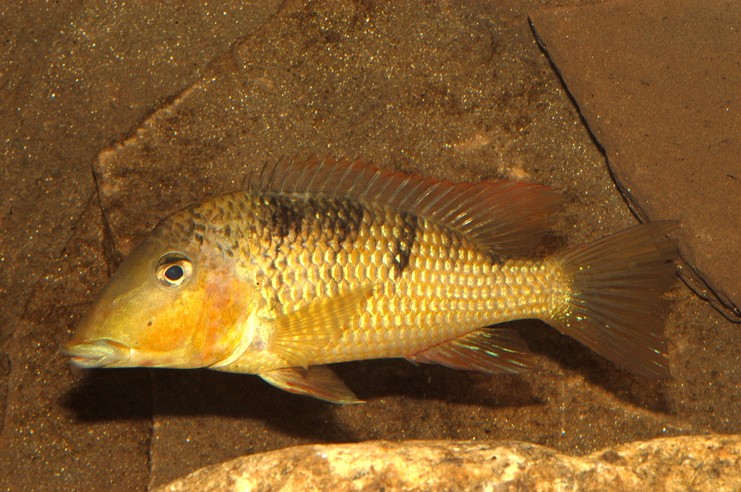 crassilabris1 Jens G.jpg