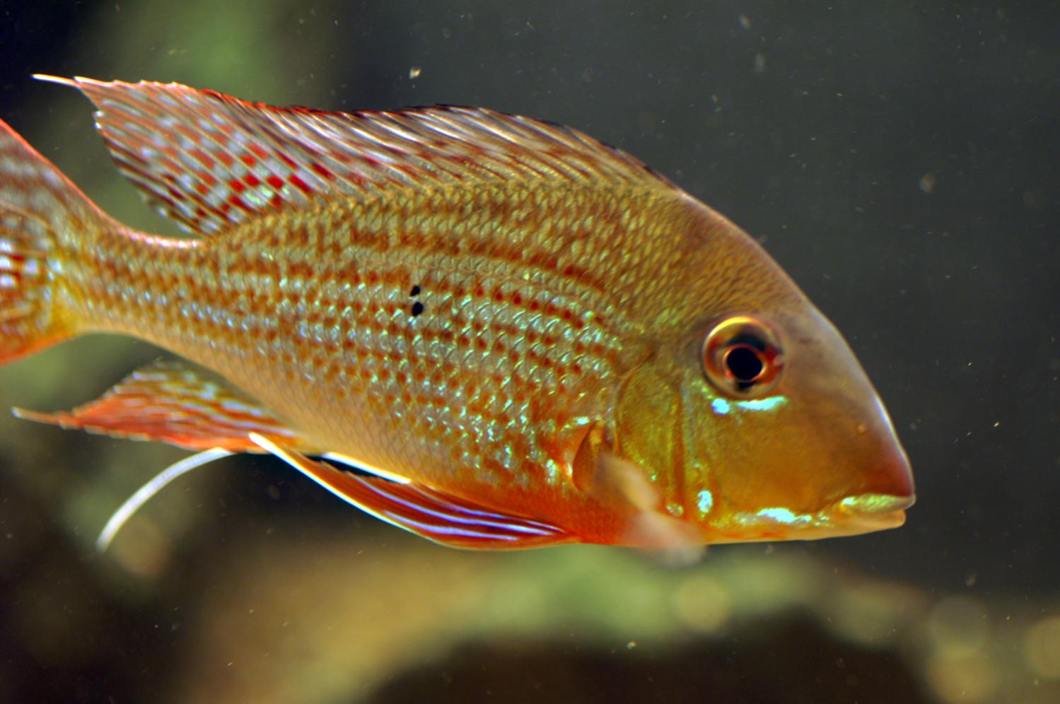 G. altifrons1.jpg