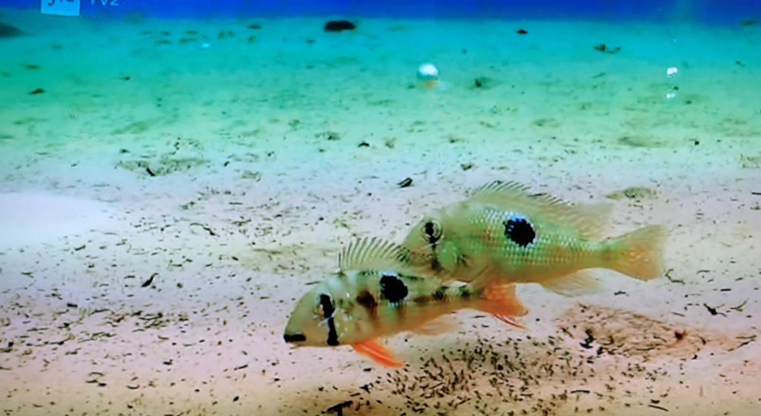 Geophagus i tv.jpg