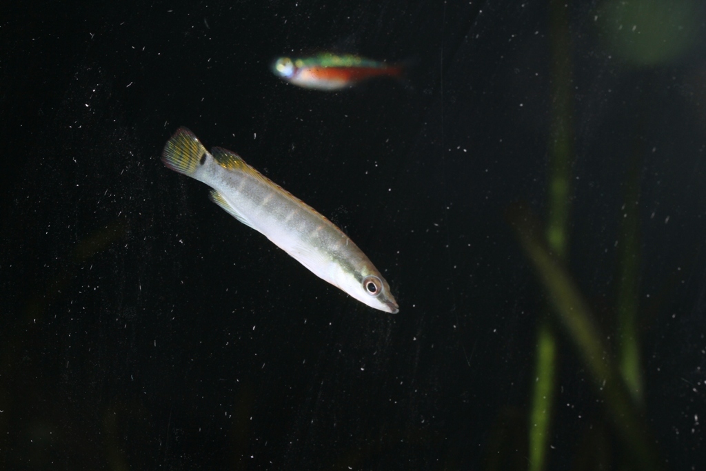 Compressiceps liten.JPG