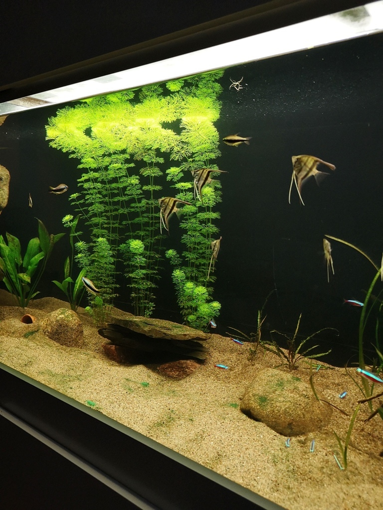 Limnophila.jpg