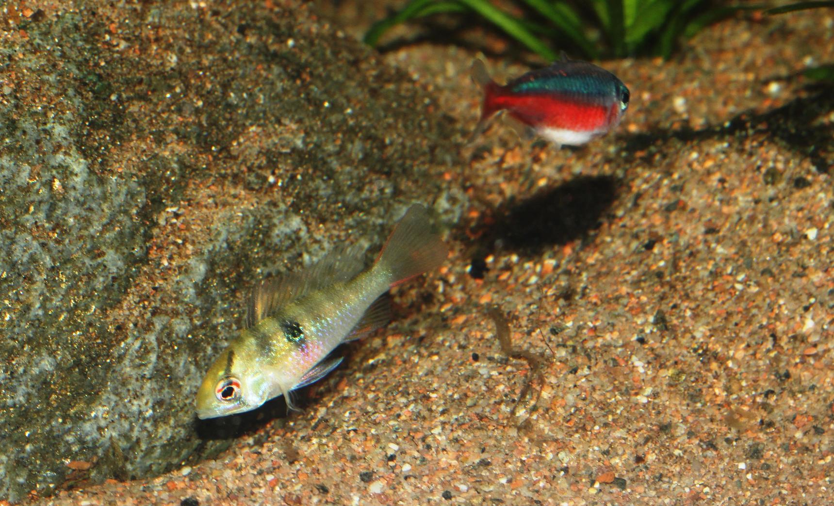 Ramirezi liten.JPG
