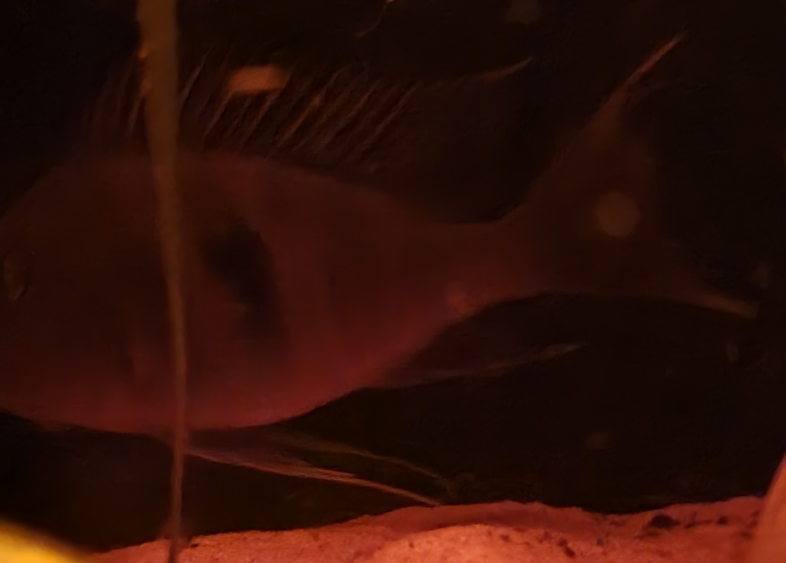 20250619_190115.jpg