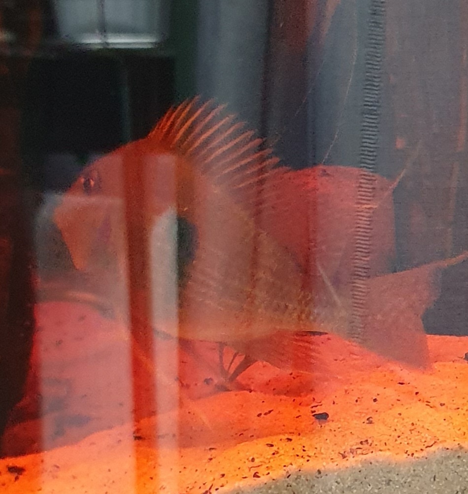 20250619_183251.jpg
