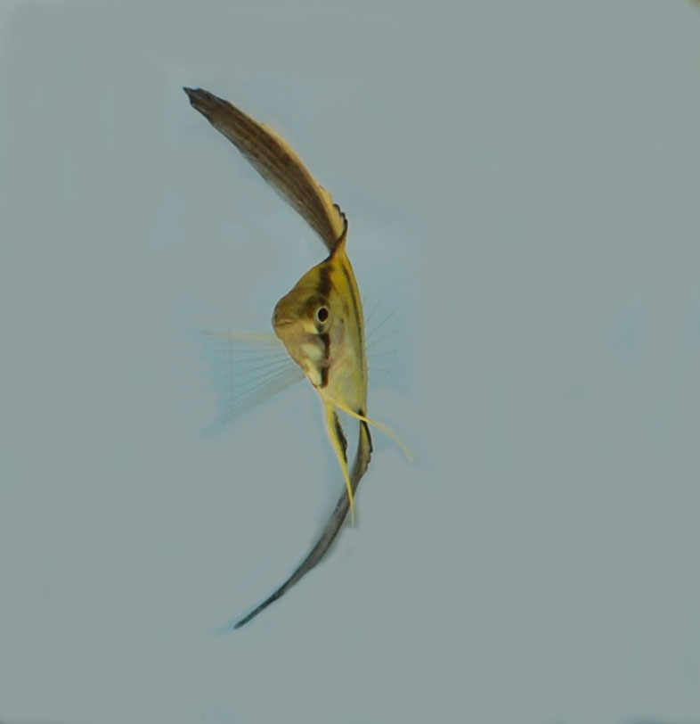 blue honey 110424.jpg