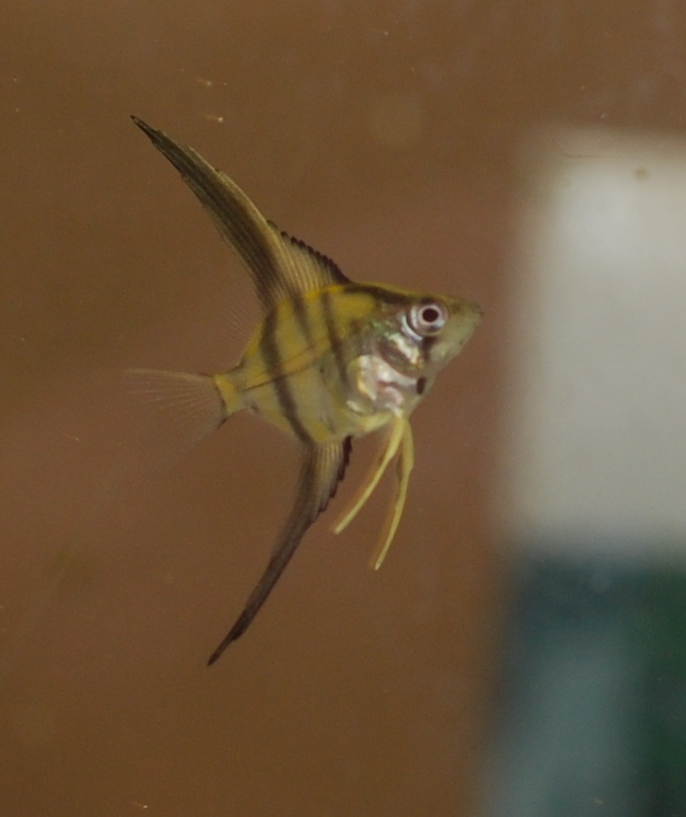 honeyyngel 110419.jpg