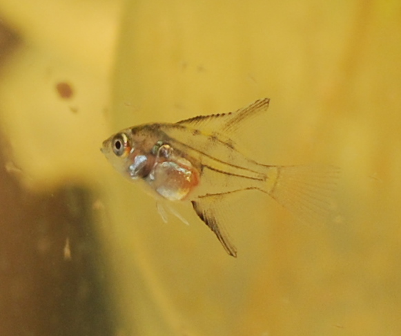 honeyyngel 110402.jpg