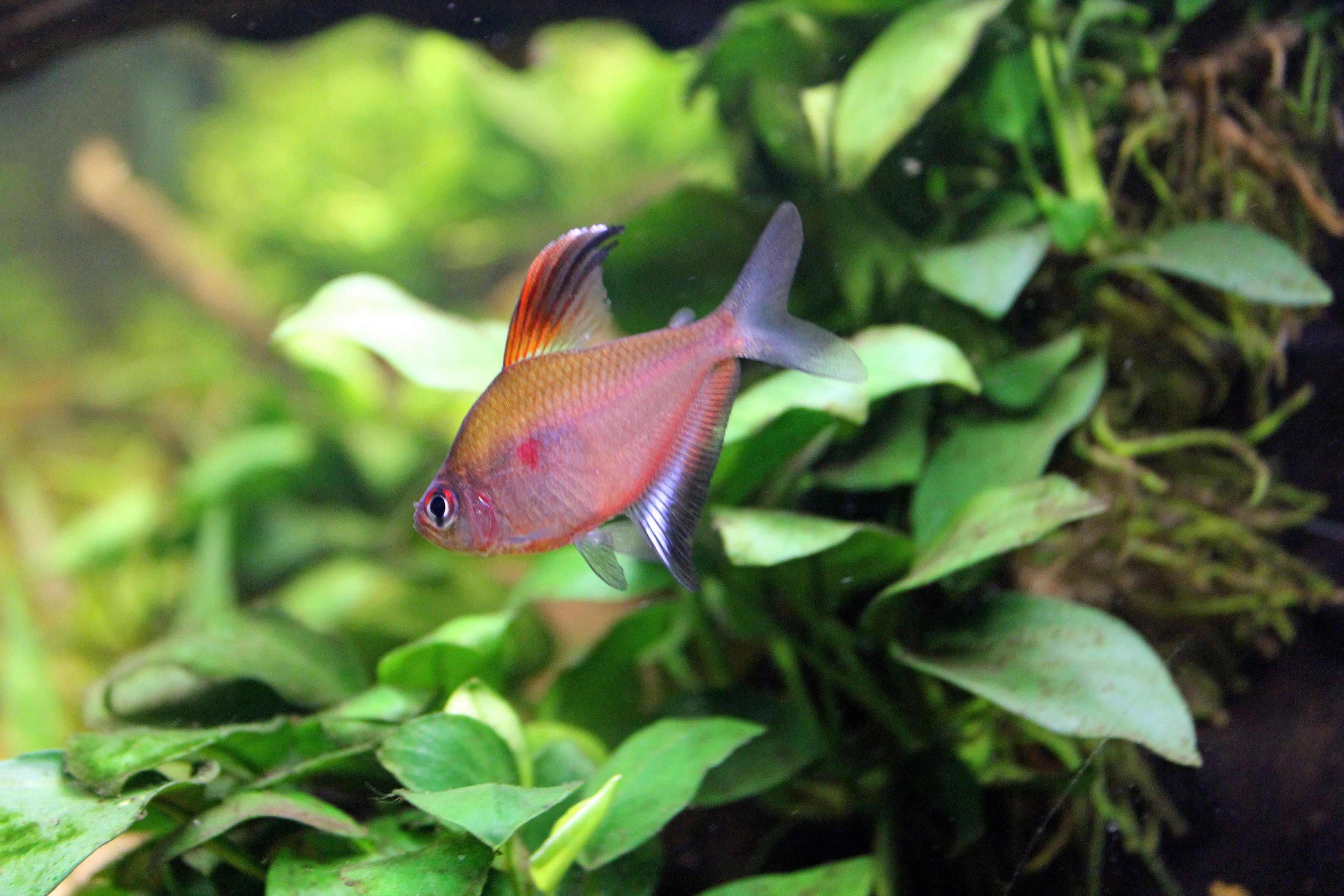 tetra dolkstick.jpg