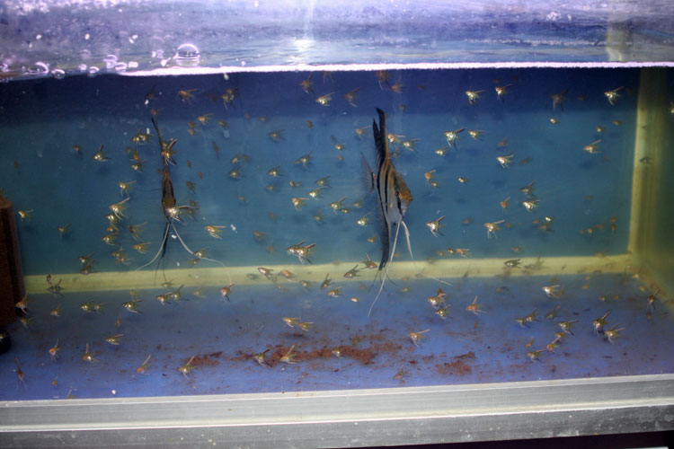 red-backs.jpg