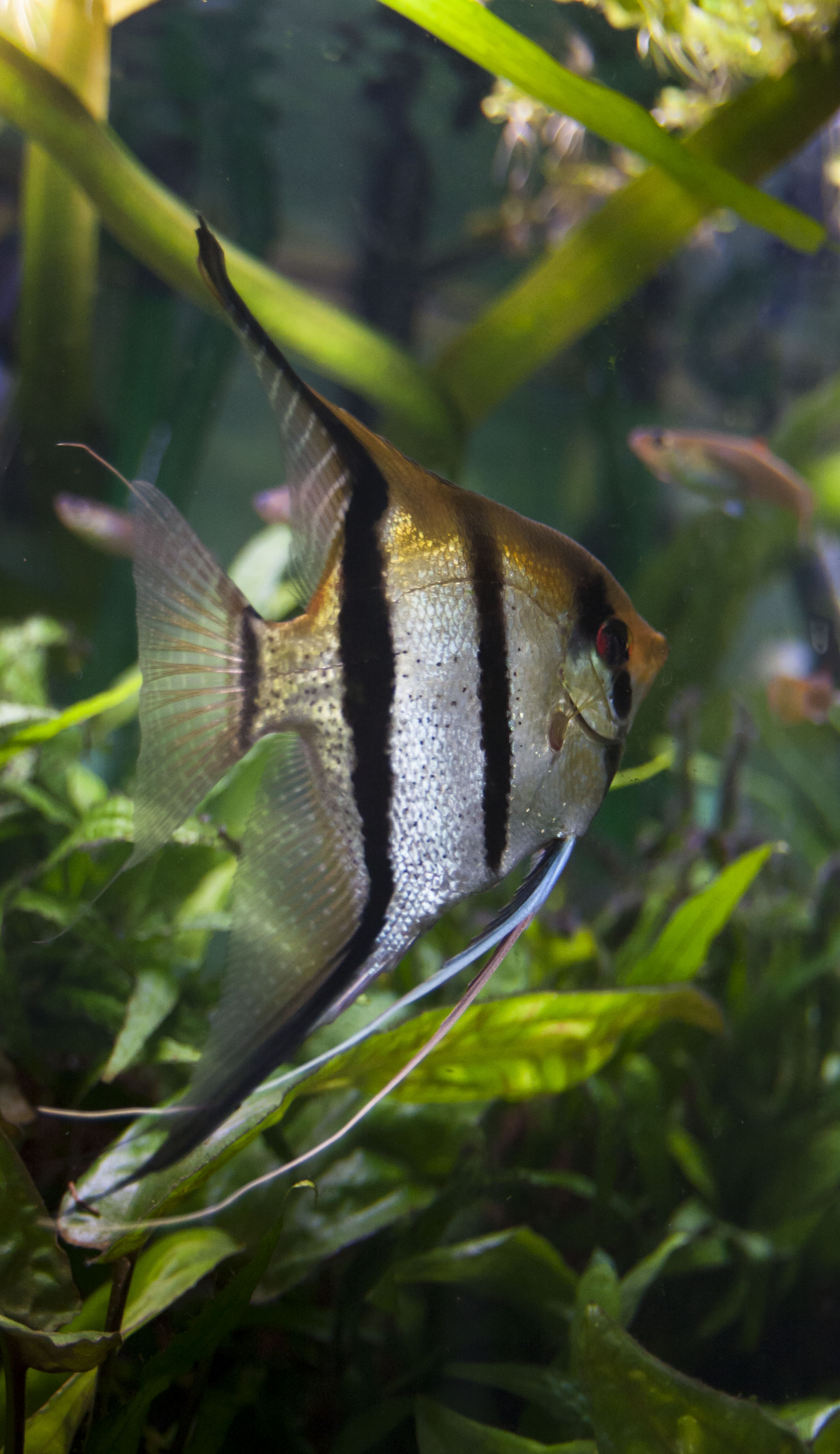 IMG_4618fisk.jpg