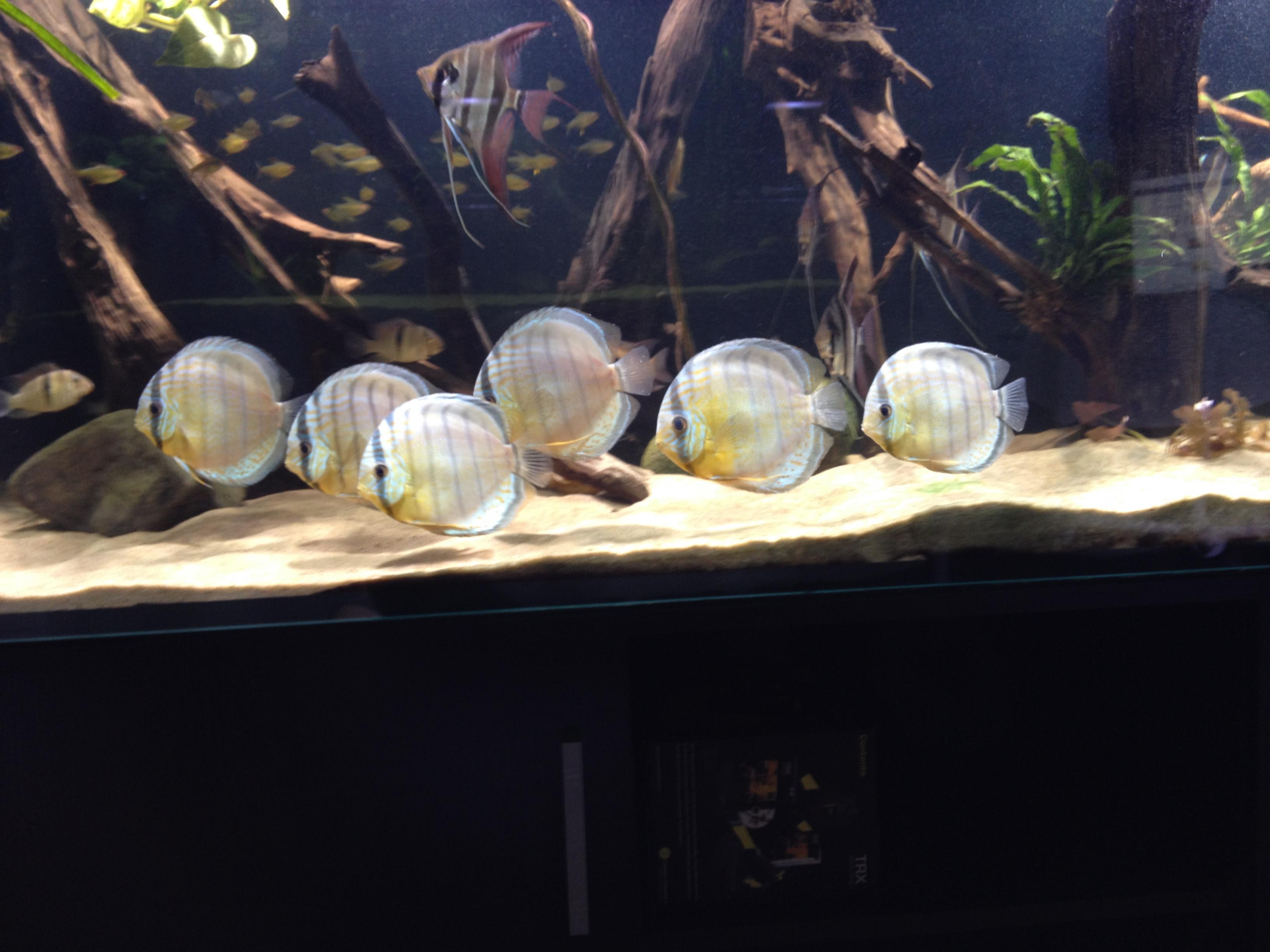 Discus VF.jpg