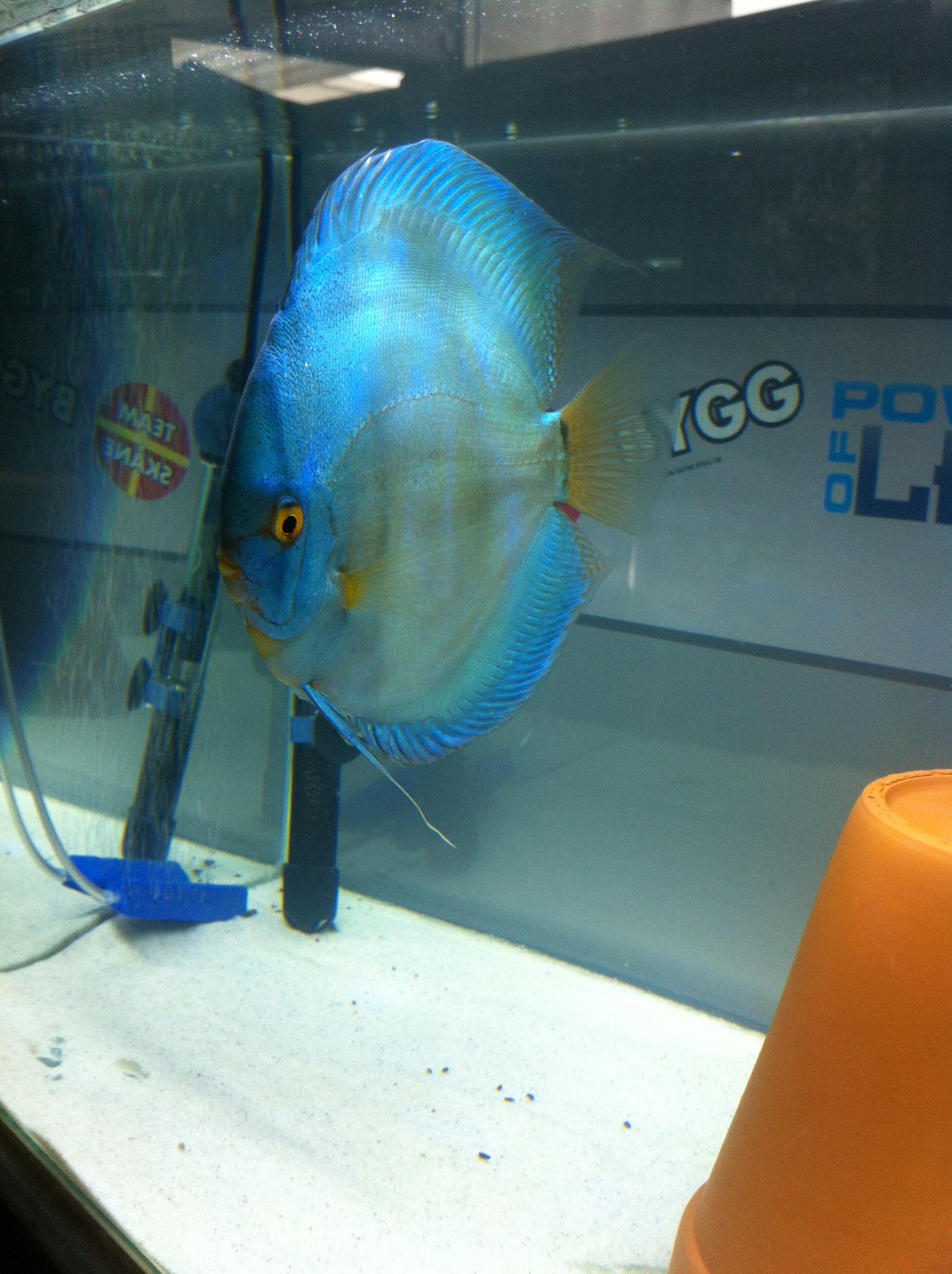 Discus (12).jpg