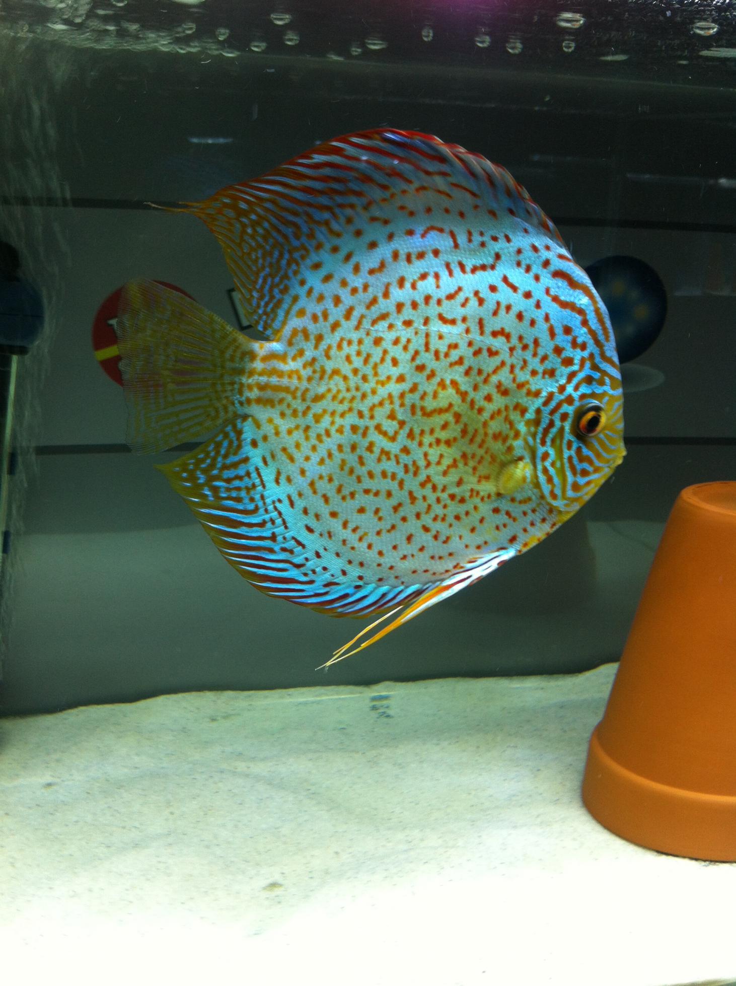 Discus (1).jpg