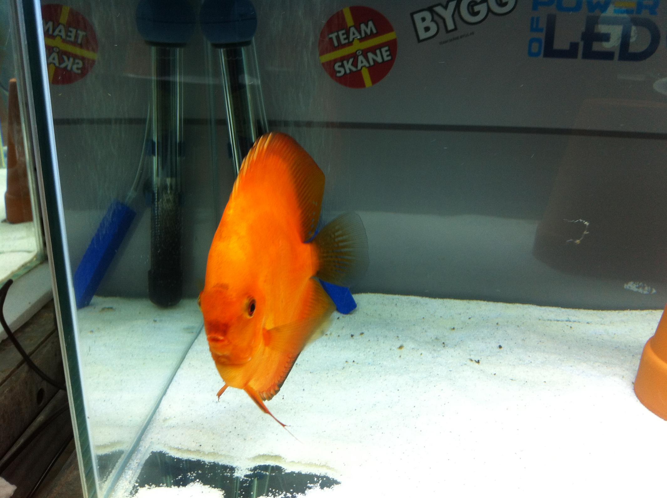 Discus (10).jpg