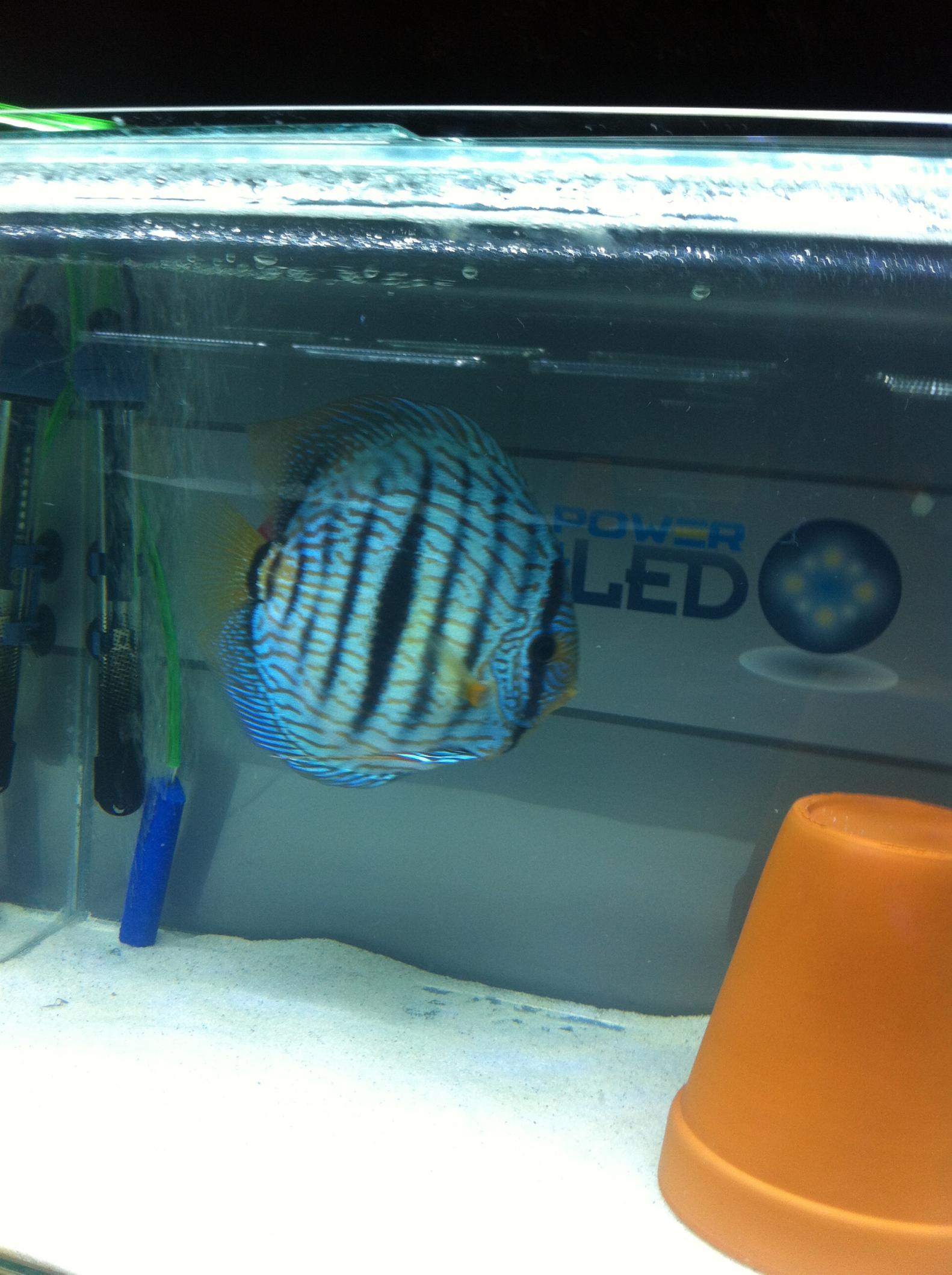 Discus (6).jpg