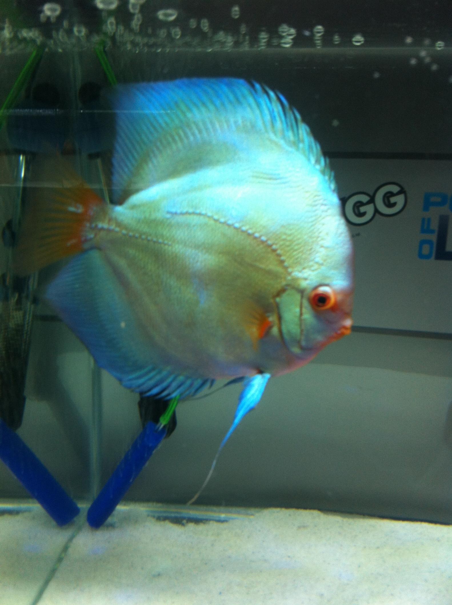 Discus (16).jpg