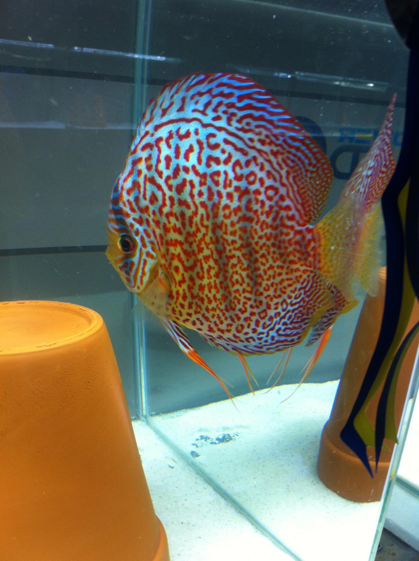 Discus (4).jpg