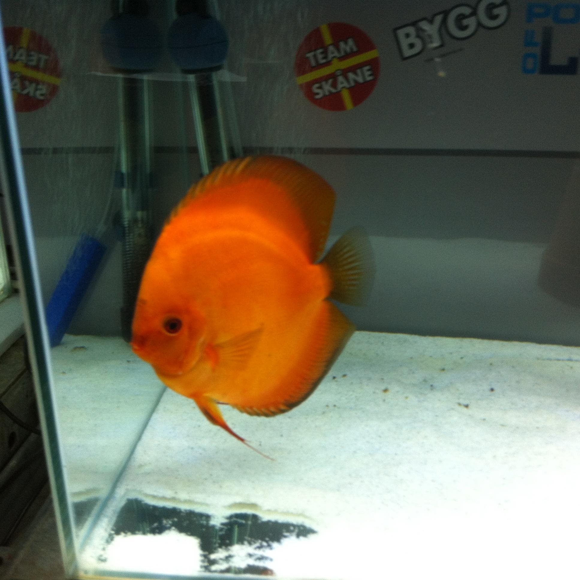 Discus (9).jpg