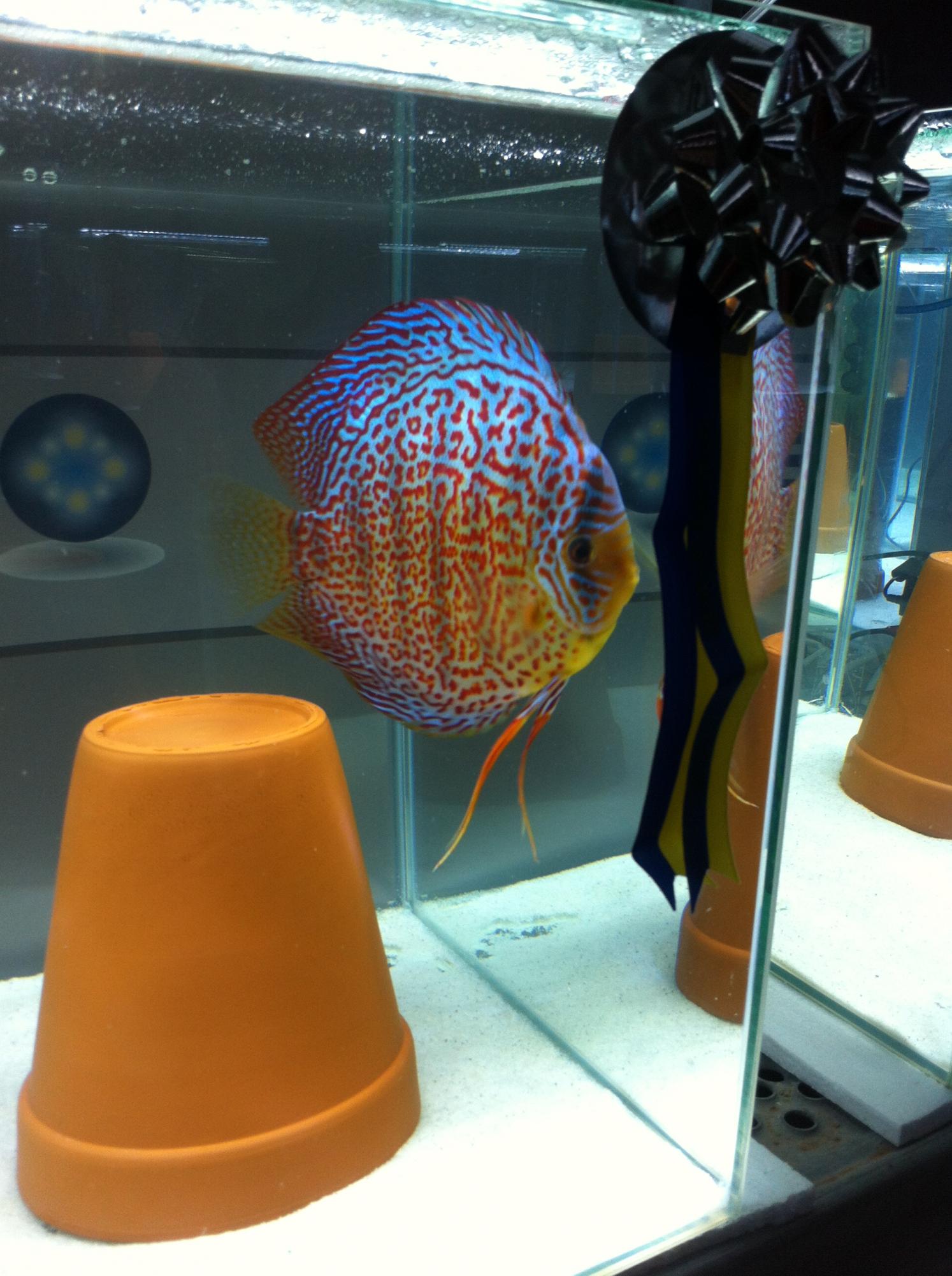 Discus (3).jpg