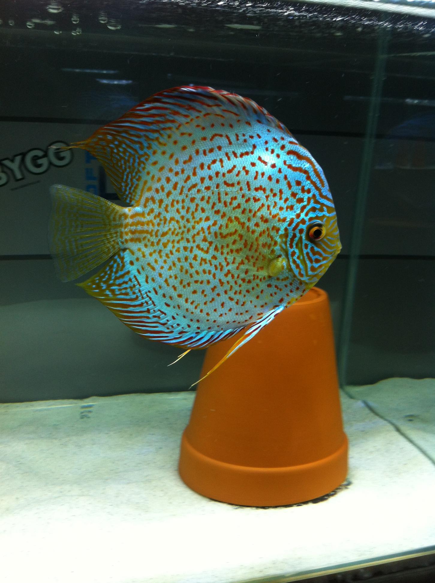 Discus (2).jpg