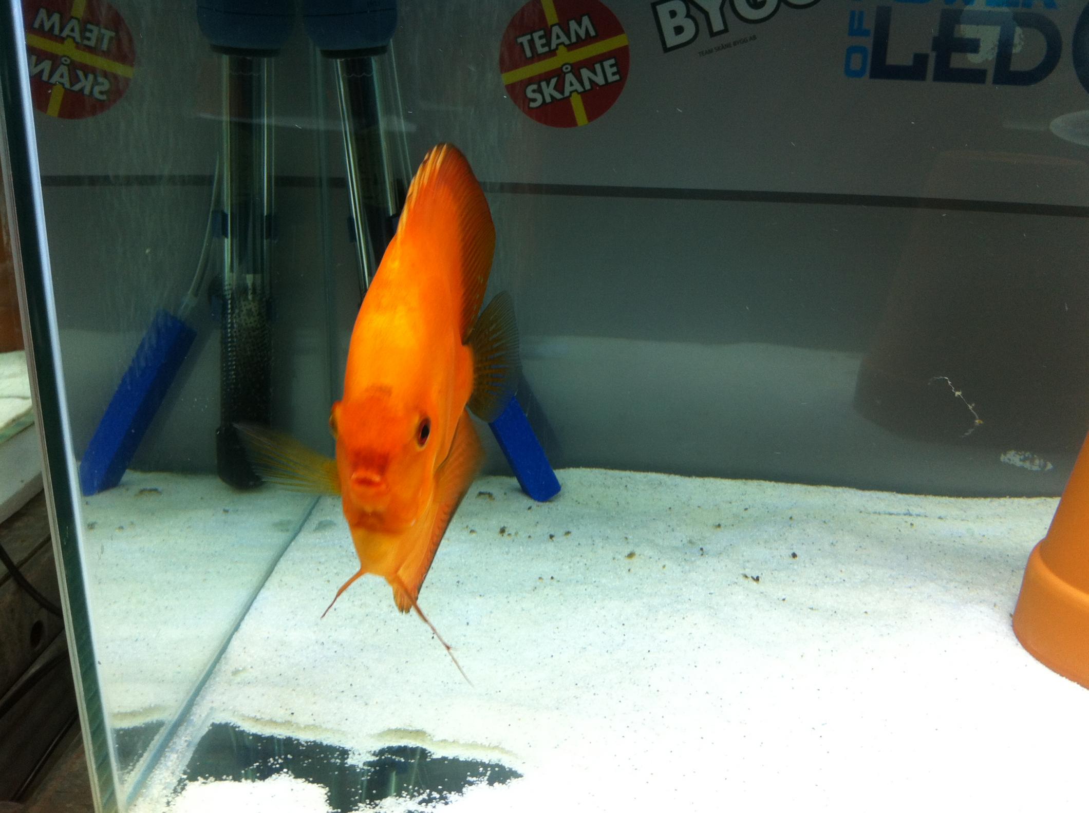 Discus (11).jpg