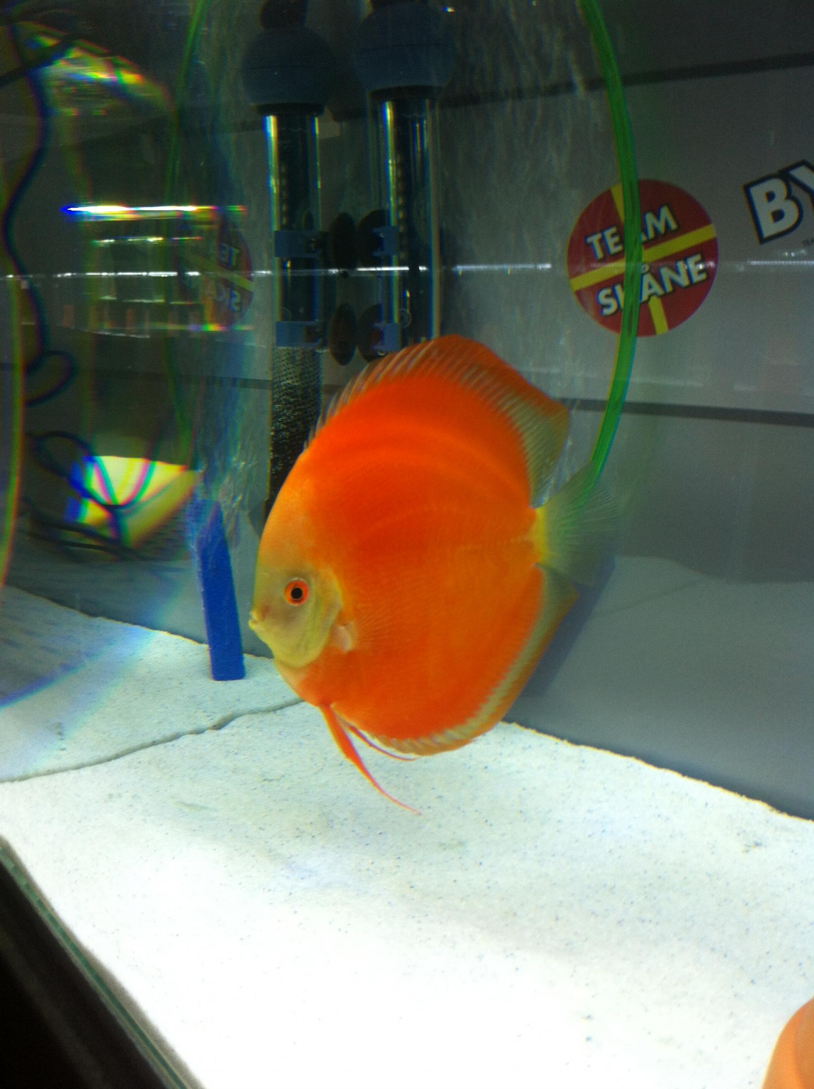 Discus (21).jpg