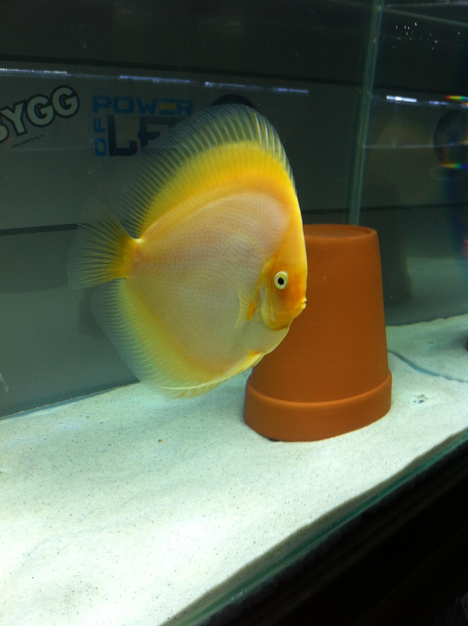 Discus (22).jpg