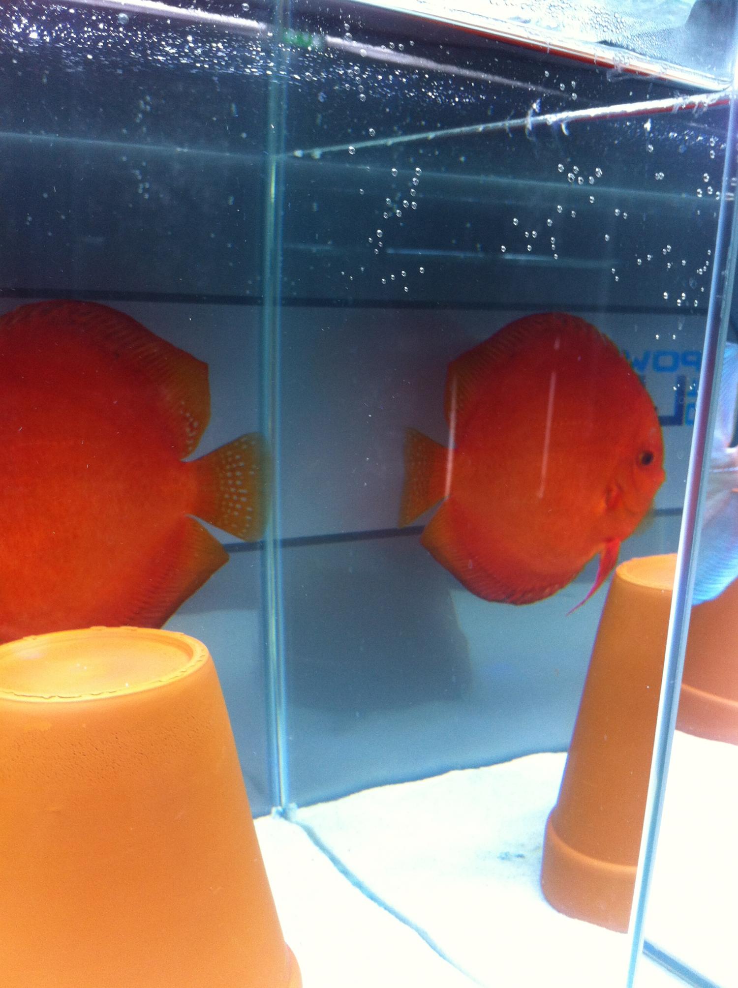 Discus (19).jpg
