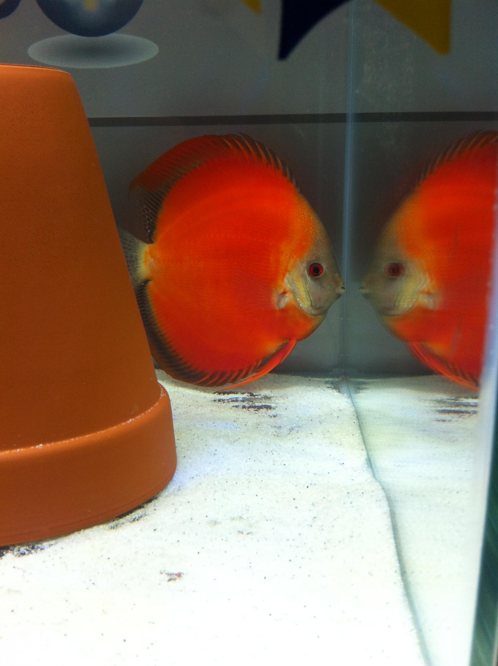 Discus (14).jpg